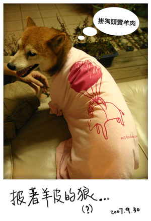 lamb_on_dog.jpg